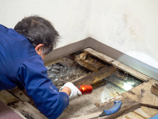 Best Home Mold Removal  in Blackwells Mills, NJ