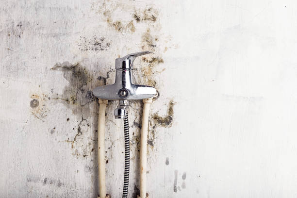 Best Fast Mold Removal  in Blackwells Mills, NJ