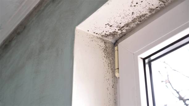 Best Residential Mold Removal  in Blackwells Mills, NJ