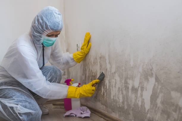 Best Toxic Mold Removal  in Blackwells Mills, NJ