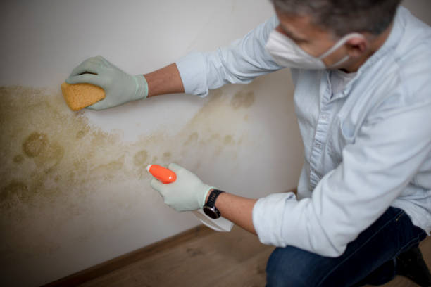 Trusted Blackwells Mills, NJ Mold Removal Experts