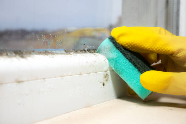 Attic Mold Removal in Blackwells Mills, NJ