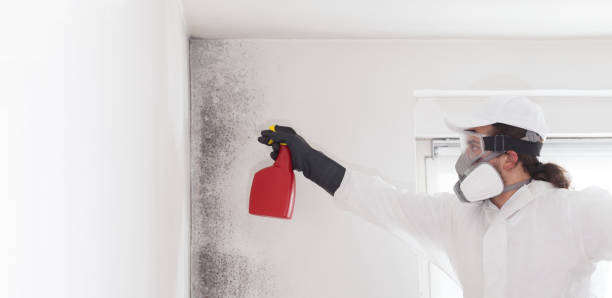 Home Mold Removal in Blackwells Mills, NJ