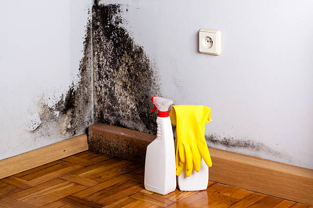 Best Local Mold Removal Service  in Blackwells Mills, NJ
