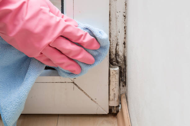 Best Mold Damage Repair  in Blackwells Mills, NJ