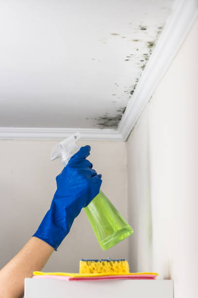 Best Office Mold Removal Services  in Blackwells Mills, NJ