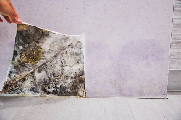 Best Certified Mold Removal  in Blackwells Mills, NJ